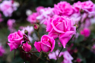 中之島バラ園 令和3年