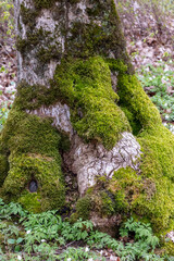 Tree trunk, strain with green-yellow moss on tree growths and bark in the forest in spring with dead leaves and shrubs.