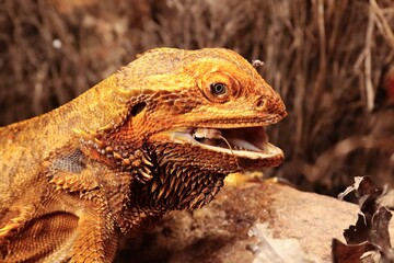 The Central Bearded Dragon , or Dragon Agama (Pogona vitticeps) feeding the insect in the dry habitat. Agama portrait.