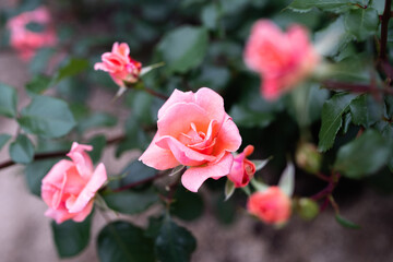 中之島公園薔薇園 令和3年