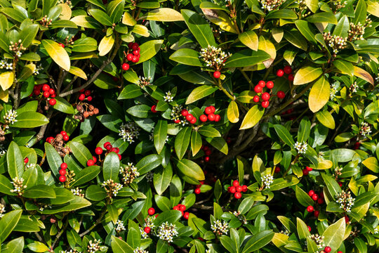 Skimmia japonica subsp reevesiana a spring flower shrub plant with red springtime berries, stock photo image
