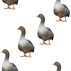 Obraz premium Geese seamless pattern isolated on white background.