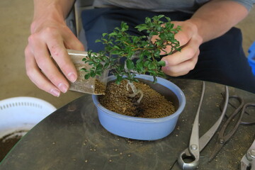 A man placing bonsai in a pot in Ibaraki, Japan. April 22, 2021.