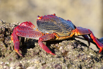 rote_Klippenkrabbe