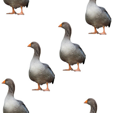 Geese seamless pattern isolated on white background.