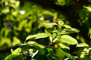 雨上がりの新緑の木々