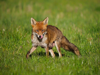 Red fox, Vulpes vulpes