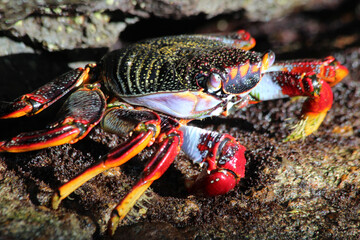 rote_Klippenkrabbe_mit_1_Schere