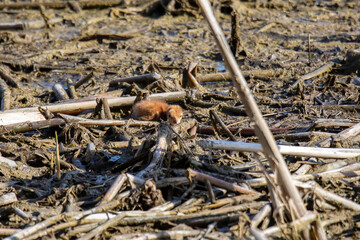 Young Sandhill crane