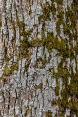 Obraz premium Old oak bark with deep grooves and green-yellow moss. Vertical lines. Background wood texture.