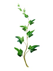 fern plant isolated on white background