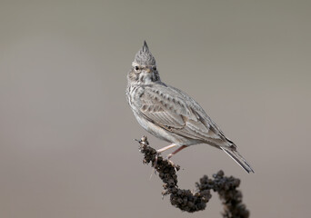Very close-up portrait of a crested lark sitting on a dry branch on a beige blurred background.
