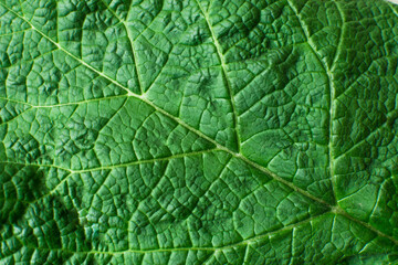 Green leaf background. Ecology and nature concept with copy space, clese-up view