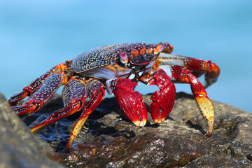 rote_Klippenkrabbe