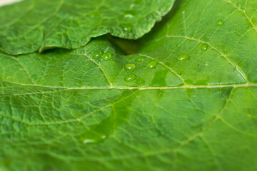 green leaf with water drops background