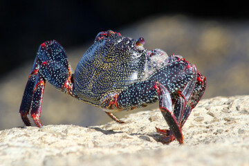 rote_Klippenkrabbe