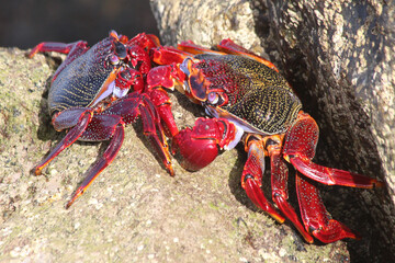 rote_Klippenkrabbe