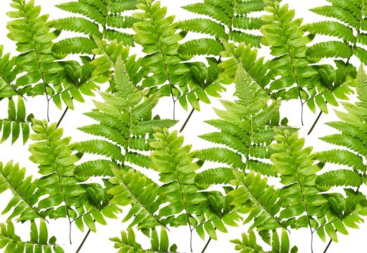 Fondo de hojas verdes de helechos para invitaciones. Concepto de naturaleza y ecolog&iacute;a 