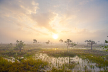 Fototapeta na wymiar Foggy morning at a swamp