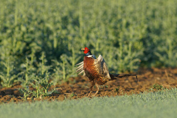 Coq Faisan de Colchide