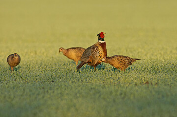 Coq Faisan de Colchide