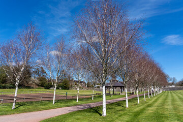 Line of Himalayan Birch trees (Betula utilisat) along a pathway at the National Botanic Garden of Wales which is a popular travel destination tourist attraction landmark, stock photo image