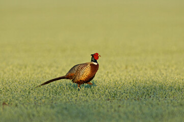 Coq Faisan de Colchide