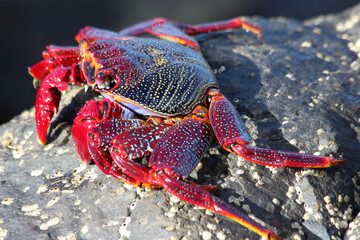 rote_Klippenkrabbe