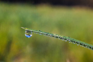 dew drops in the morning