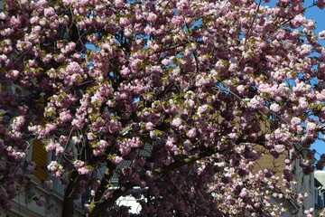 Cherry blossoms pink in background sky without sun but azure blue