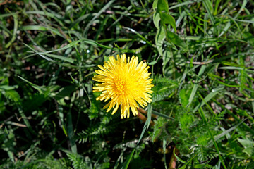 A plant called dandelion blooming in spring with yellow inflorescences, common on lawns and wastelands of the city of Białystok in Podlasie in Poland.