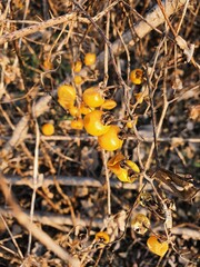 yellow leaves on the ground