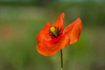 red poppy flower