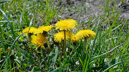 A plant called dandelion blooming in spring with yellow inflorescences, common on lawns and wastelands of the city of Białystok in Podlasie in Poland.