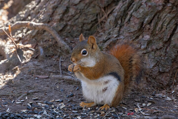 The American red squirrel -Tamiasciurus hudsonicus in the park