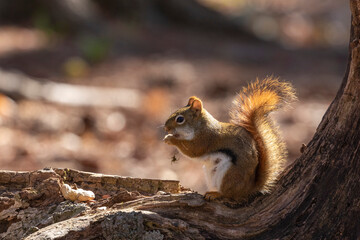 The American red squirrel -Tamiasciurus hudsonicus in the park