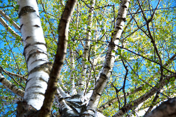 Fototapeta premium Spring. Birch with young green leaves against a blue sky.