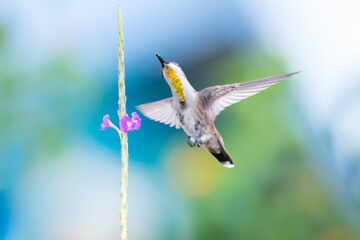 A female Ruby Topaz hummingbird (Chrysolampis mosquitus) hovering with her gold feathers showing. Bird and purple flower. Hummingbird with blurred background.