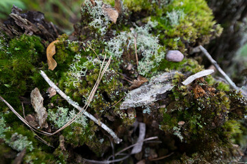 Moss overgrowth growing on fallen trees and branches on a hiking trail next to a flowing river