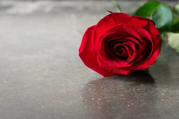 red rose on a gray chalkboard