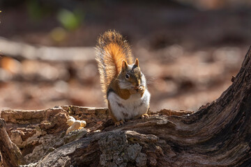 Naklejka na ściany i meble The American red squirrel -Tamiasciurus hudsonicus in the park