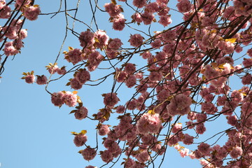 Cherry blossoms pink in background sky without sun but azure blue