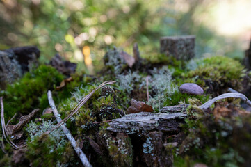 Moss overgrowth growing on fallen trees and branches on a hiking trail next to a flowing river