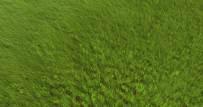 Green grass swaying in the wind. Vegetation is abstract in the space of a continuous area.