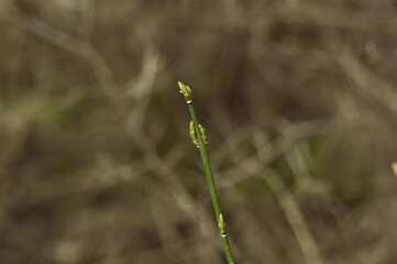 Green plant close up. Spring flowering.