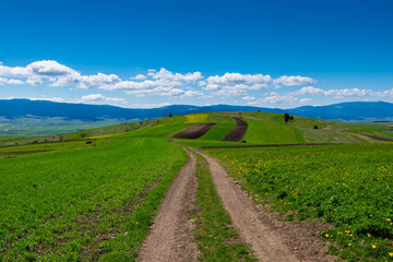 Dirt road leading through green agricultural fields at springtime in Transylvania, Romania.