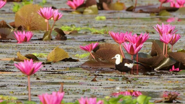 Pheasant-tailed Jacana ( Breeding plumage ) water bird in wetland