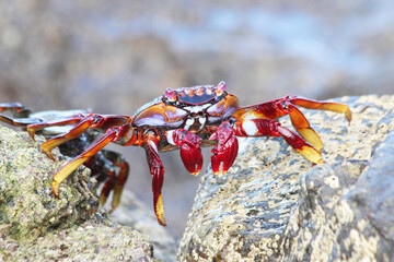 rote_Klippenkrabbe