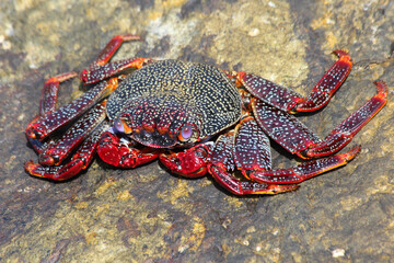 rote_Klippenkrabbe