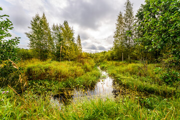 Small creek passes through a wooded swampy terrain overcast in the morning. View from the shore